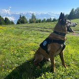 Ce chien a retrouvé la personne disparue